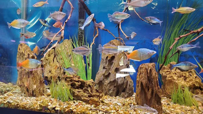 Cichlid Express/ Daytona Aquarium Fish Store Picture 3