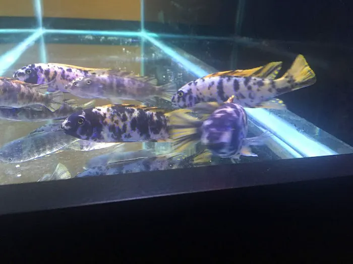 Cichlid Express/ Daytona Aquarium Fish Store Picture 10