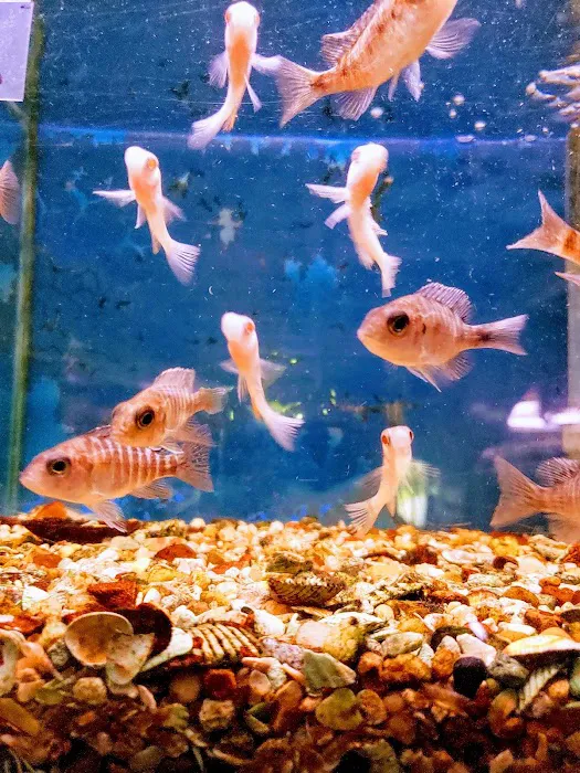 Cichlid Express/ Daytona Aquarium Fish Store Picture 6