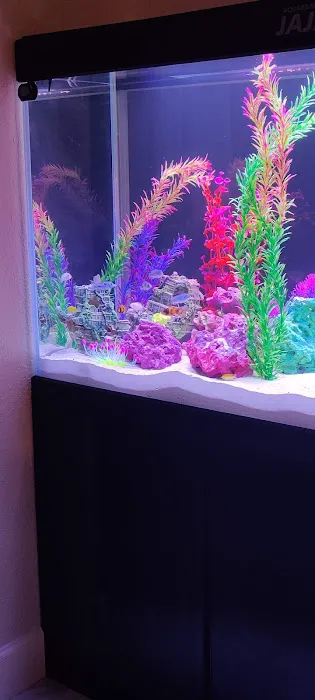 Cichlid Express/ Daytona Aquarium Fish Store Picture 4