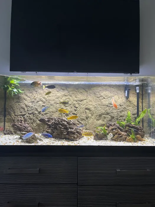 Cichlid Express/ Daytona Aquarium Fish Store Picture 5
