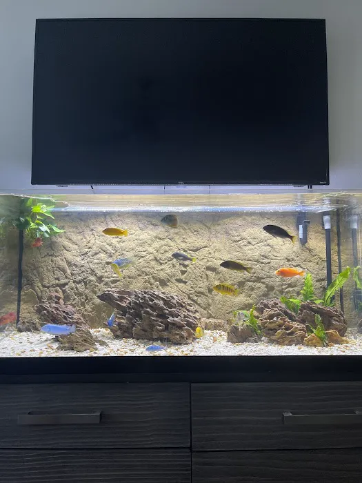 Cichlid Express/ Daytona Aquarium Fish Store Picture 2