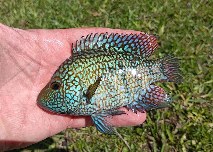 Cichlid Express/ Daytona Aquarium Fish Store Picture 8