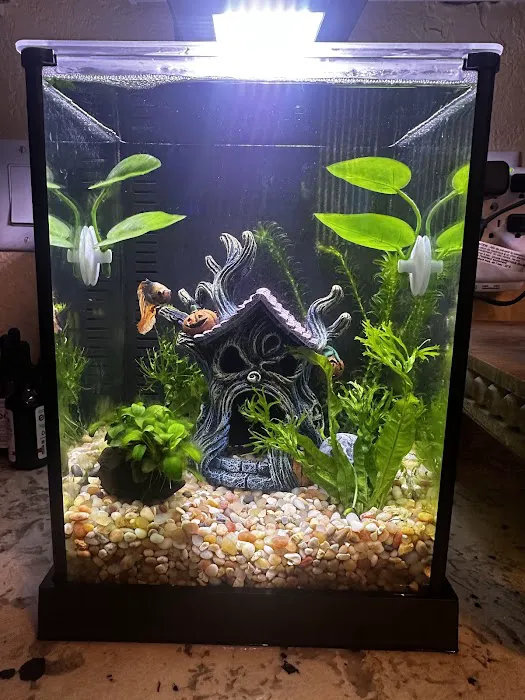 The Fish Tank Picture 5