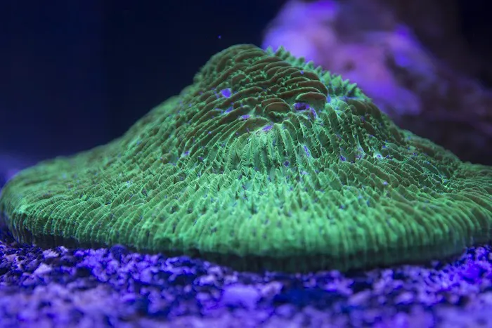 The Fish Tank Picture 7