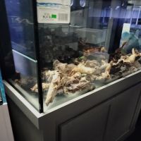 The Fish Tank ico