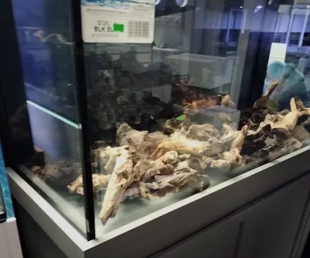 The Fish Tank
