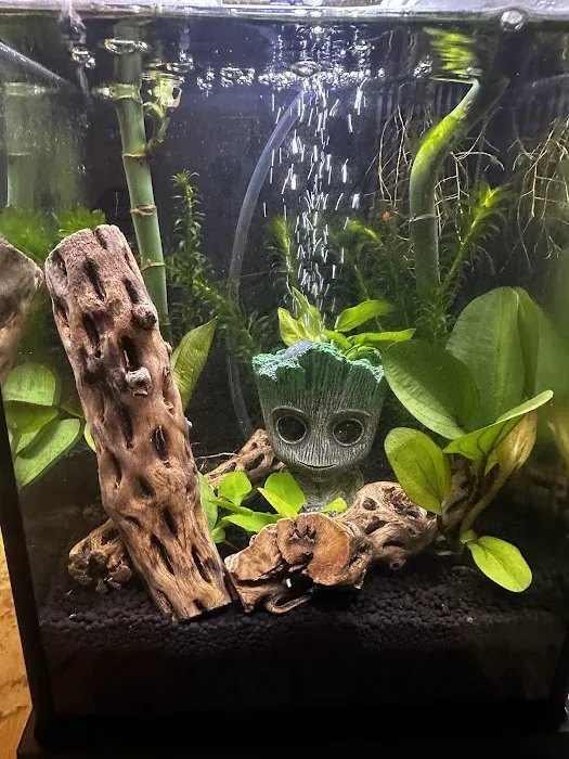 The Fish Tank Picture 2