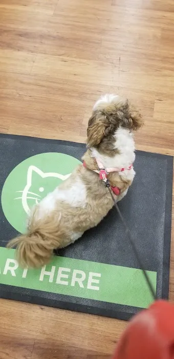 Pet Supermarket Picture 6