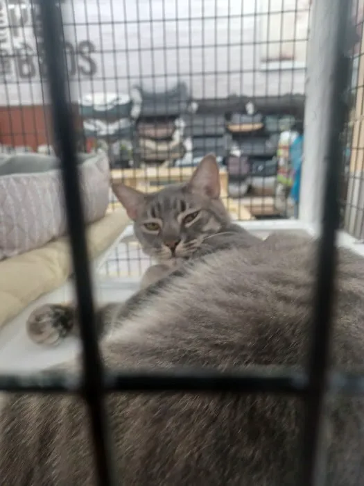 Pet Supermarket Picture 5