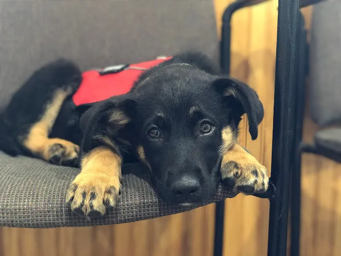 Snowflake Pet Center Picture 7