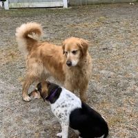 Snowflake Pet Center ico