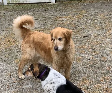 Snowflake Pet Center