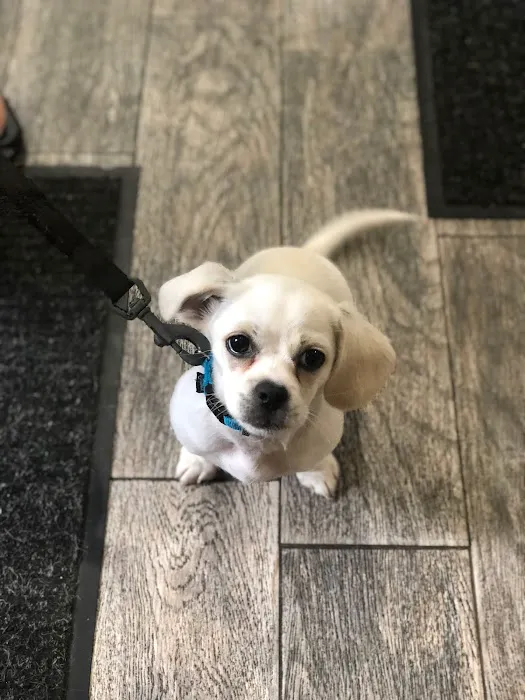 Snowflake Pet Center Picture 2
