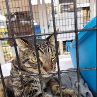 Pet Supermarket ico
