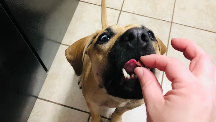 MUTT Munchies, LLC Picture 1