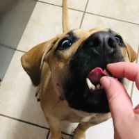 MUTT Munchies, LLC ico