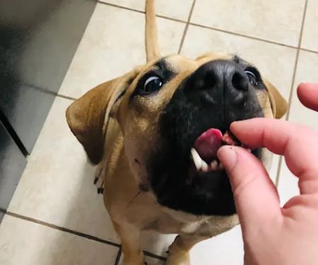 MUTT Munchies, LLC