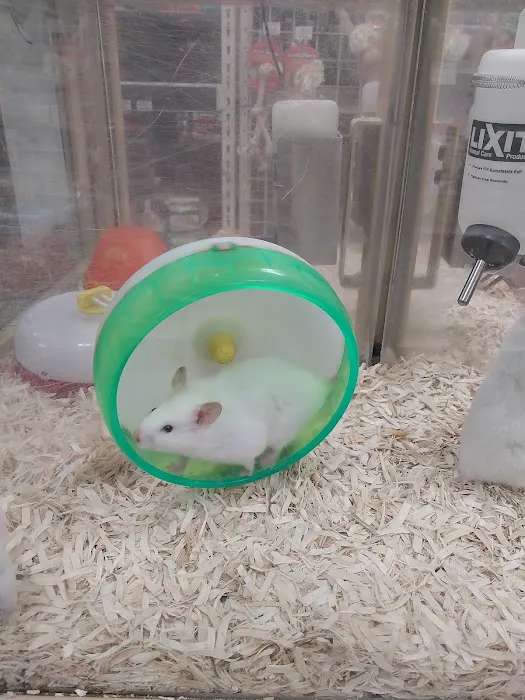 Pet Supermarket Picture 6