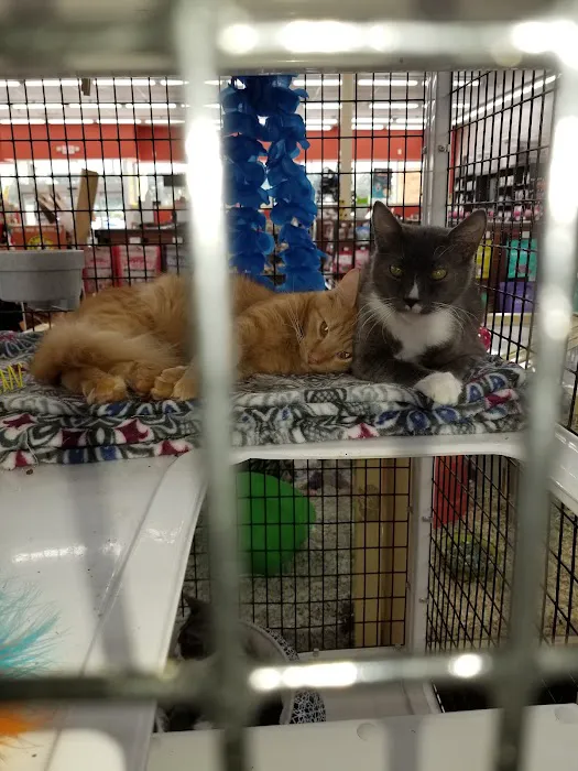 Pet Supermarket Picture 6