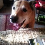 Milford Veterinary Services