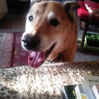 Milford Veterinary Services ico