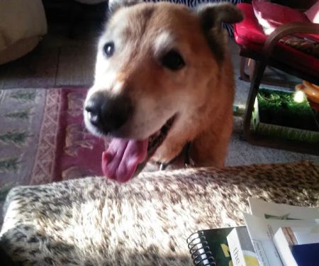 Milford Veterinary Services