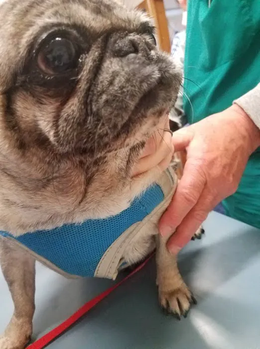 Silver Sands Veterinary Picture 4