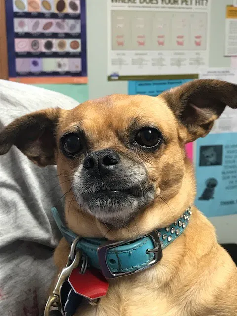 Silver Sands Veterinary Picture 2