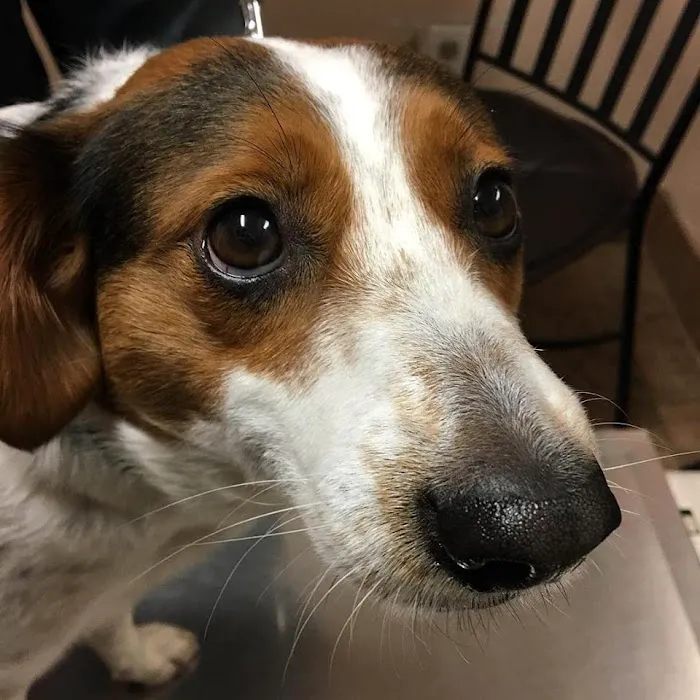 Silver Sands Veterinary Picture 9