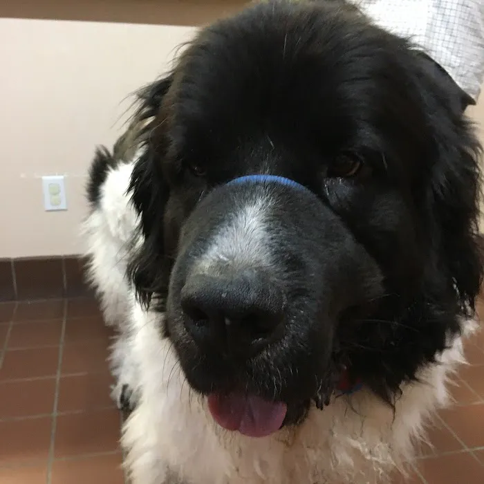 Silver Sands Veterinary Picture 8