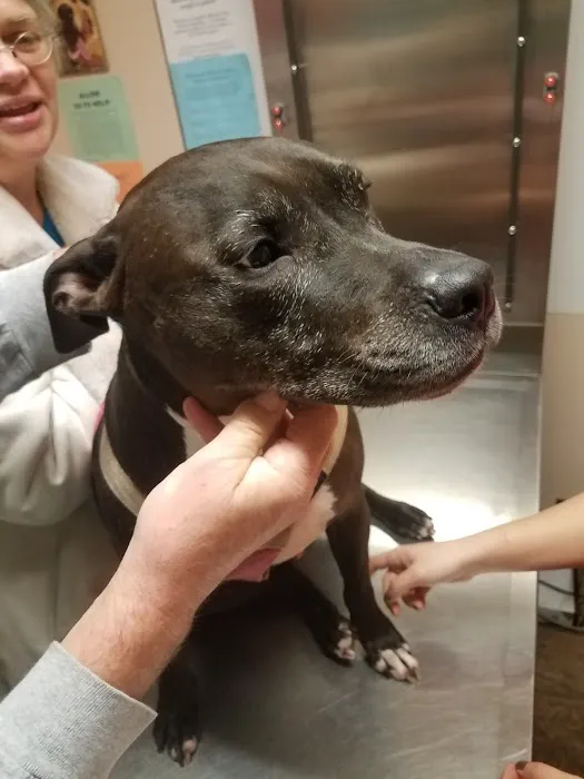 Silver Sands Veterinary Picture 1