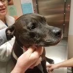 Silver Sands Veterinary
