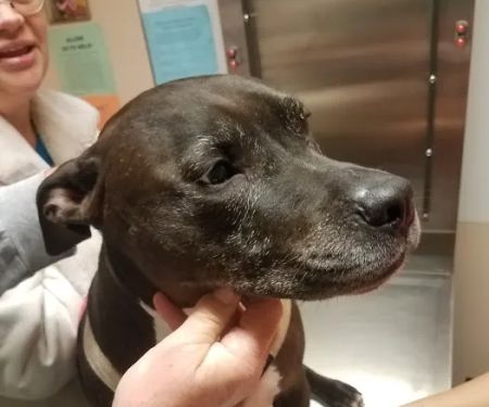 Silver Sands Veterinary