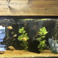 Undersea World Aquatics ico