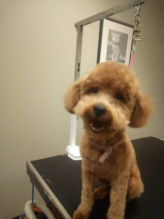 Companion Animal Hospital of Milford Picture 5
