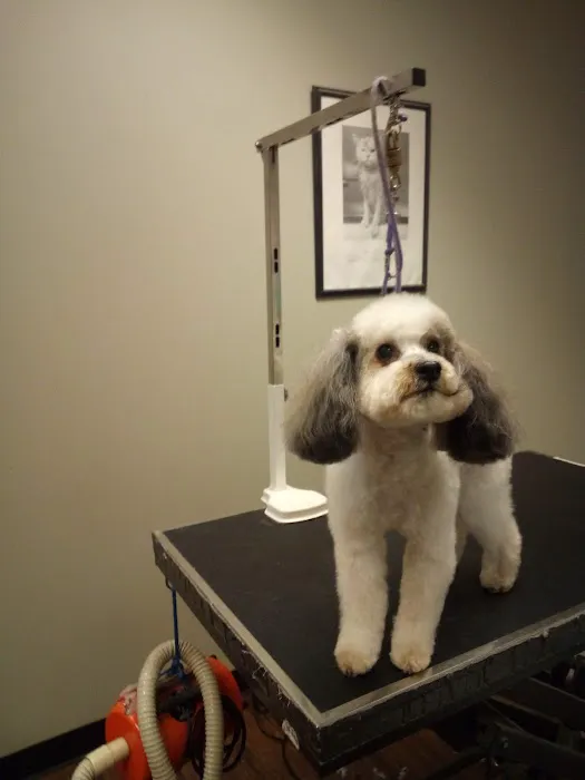 Companion Animal Hospital of Milford Picture 6