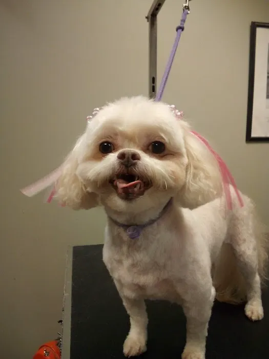 Companion Animal Hospital of Milford Picture 8