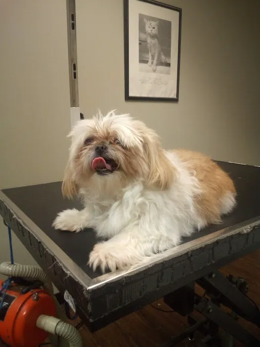 Companion Animal Hospital of Milford Picture 4
