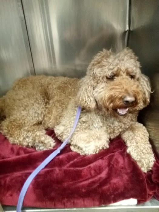 Companion Animal Hospital of Milford Picture 7