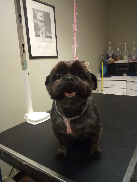 Companion Animal Hospital of Milford Picture 1