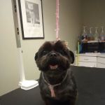 Companion Animal Hospital of Milford