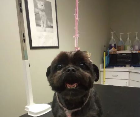 Companion Animal Hospital of Milford