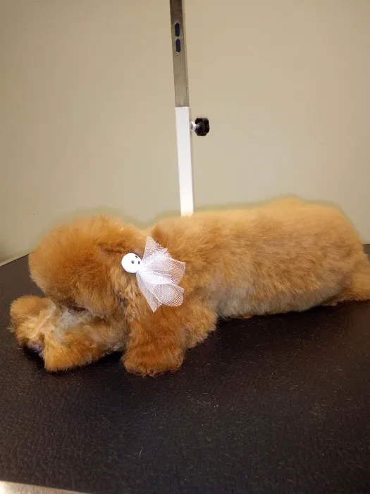 Companion Animal Hospital of Milford Picture 3