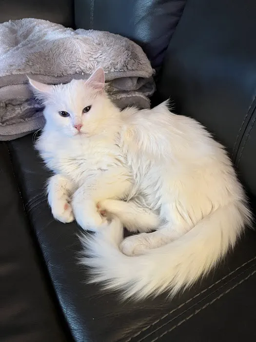 Kravchenko Siberian Cats Picture 2