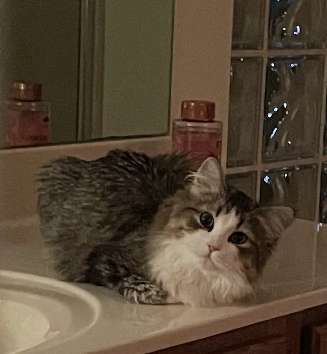 Kravchenko Siberian Cats Picture 1