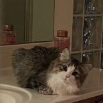 Kravchenko Siberian Cats