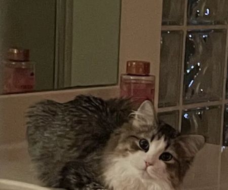 Kravchenko Siberian Cats