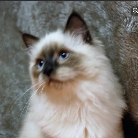 Kravchenko Siberian Cats Picture 7