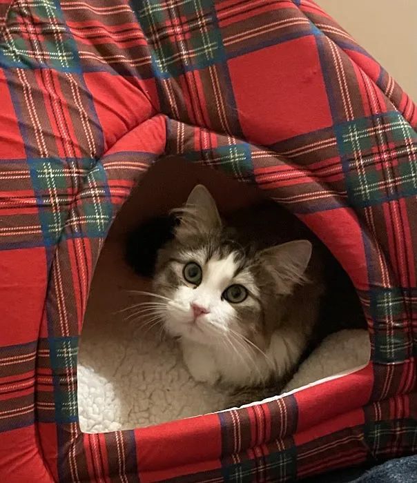 Kravchenko Siberian Cats Picture 10